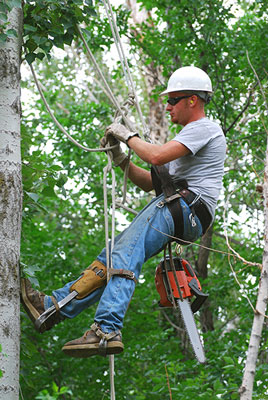 tree care service