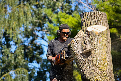 tree trimming portsmouth va