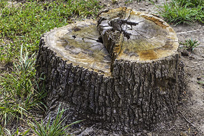 stump grinding and removal